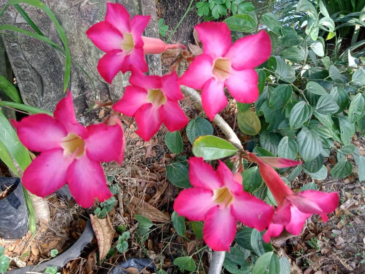 Ban Chang Klang Na Nong ap Chang Esterno foto