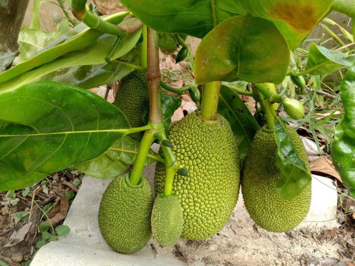 Ban Chang Klang Na Nong ap Chang Esterno foto